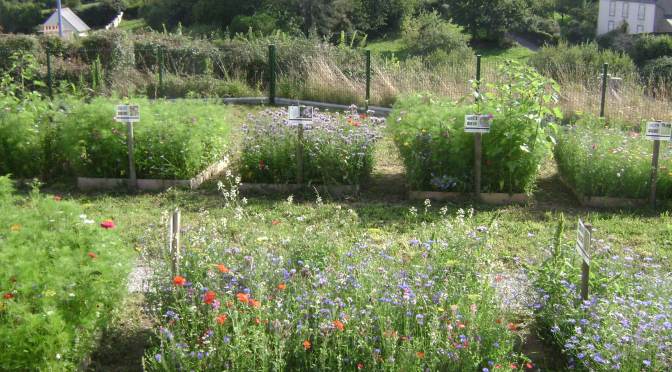A Seaside Kitchen Garden with Raised Beds