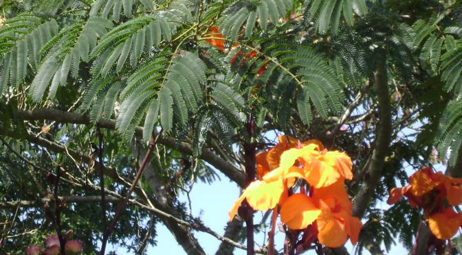 Le Faou:  Extravagant Tropical Mixed Borders