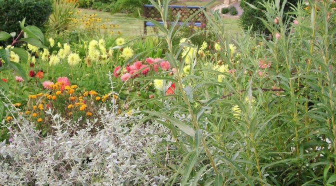 Wondrous Landevennec Garden Part 1: Plantings and Borders