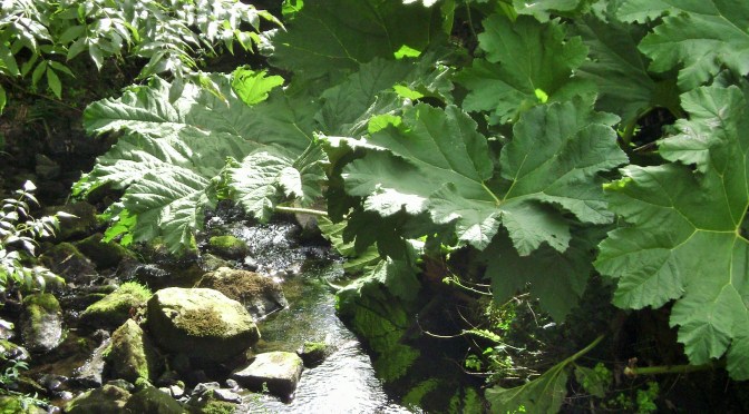 Brest Botanical Gardens Part II: The Preservation Gardens