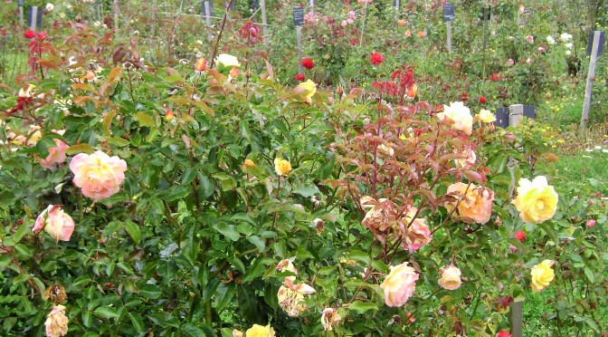 A Rose Garden in Brittany, France with 100s of varieties