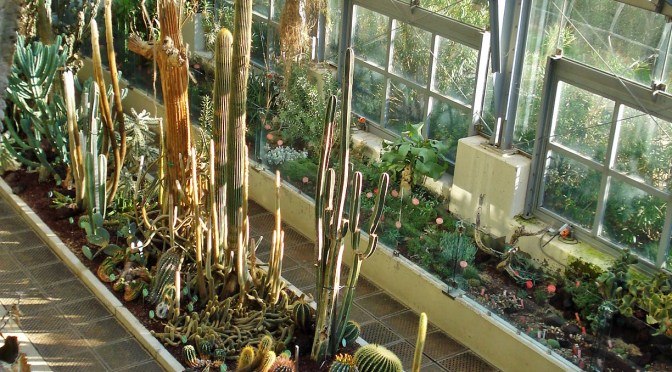 Madrid’s Royal Botanical Gardens: The Succulents Greenhouse