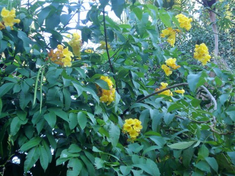 Jardin Amercican, Botanical Gardens, Seville, Spain