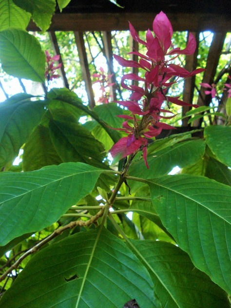 Jardin Amercican, Botanical Gardens, Seville, Spain