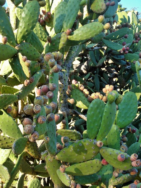Jardin Amercican, Botanical Gardens, Seville, Spain