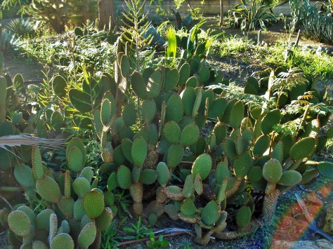 Jardin Amercican, Botanical Gardens, Seville, Spain
