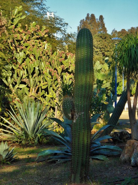 Jardin Amercican, Botanical Gardens, Seville, Spain