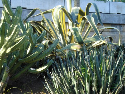 Jardin Amercican, Botanical Gardens, Seville, Spain