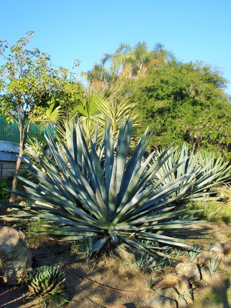 Jardin Amercican, Botanical Gardens, Seville, Spain