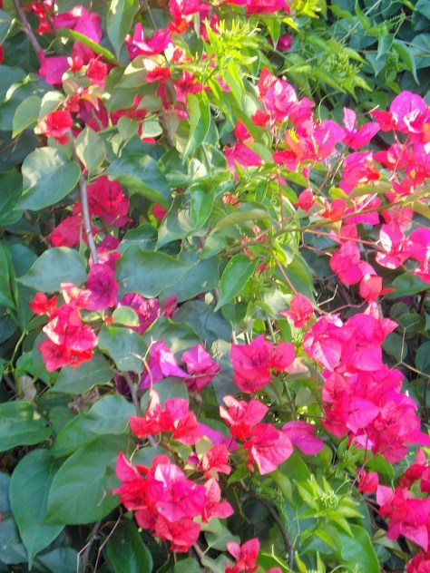 Jardin Amercican, Botanical Gardens, Seville, Spain