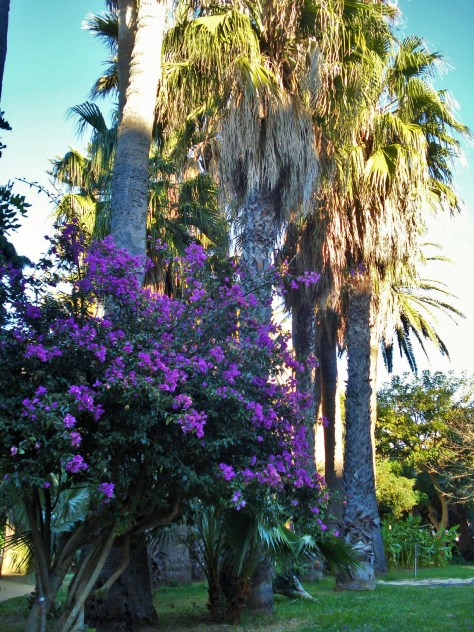Parque Genoves, Cadiz (Spain) park and botanical gardens