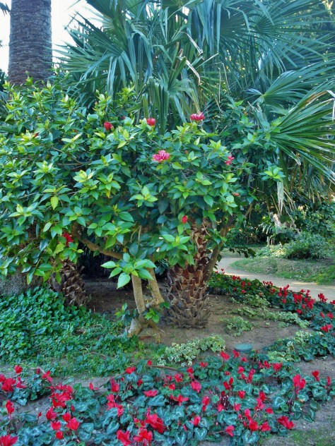 Parque Genoves Botanical Gardens, Cadiz, Spain
