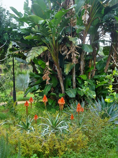 Jardins d'Essais, Botanical Gardens, Rabat, Morocco