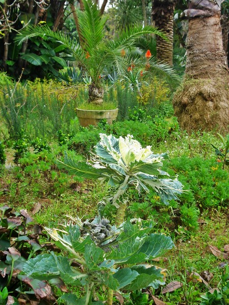 Jardins d'Essais, Botanical Gardens, Rabat, Morocco