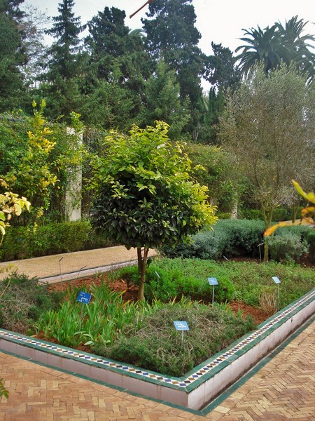 Jardins d'Essais, Botanical Gardens, Rabat, Morocco