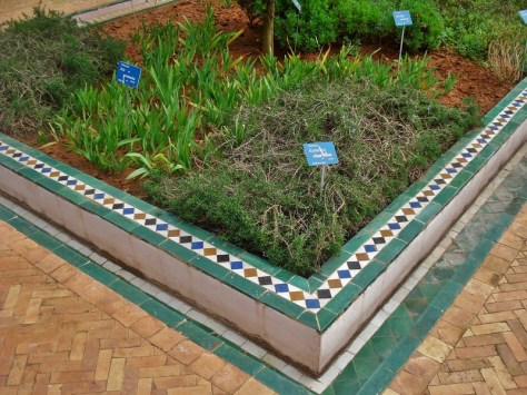 Jardins d'Essais, Botanical Gardens, Rabat, Morocco