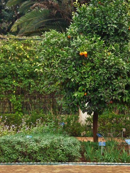 Jardins d'Essais, Botanical Gardens, Rabat, Morocco