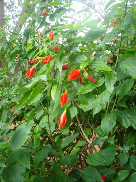 Jardins d'Essais, Botanical Gardens, Rabat, Morocco