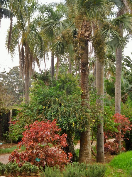 Jardins d'Essais, Botanical Gardens, Rabat, Morocco