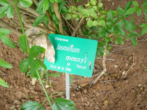 Jardins d'Essais, Botanical Gardens, Rabat, Morocco