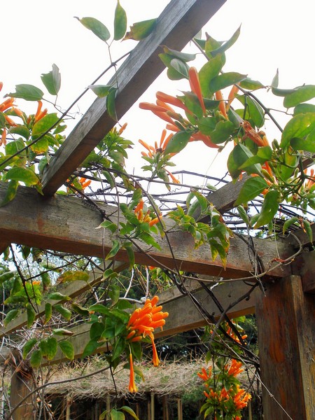 Morocco, Rabat, Jardins d'Essais, Botanical Gardens