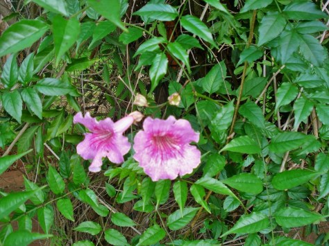 Morocco, Rabat, Jardins d'Essais, Botanical Gardens