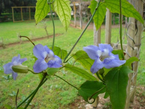Morocco, Rabat, Jardins d'Essais, Botanical Gardens