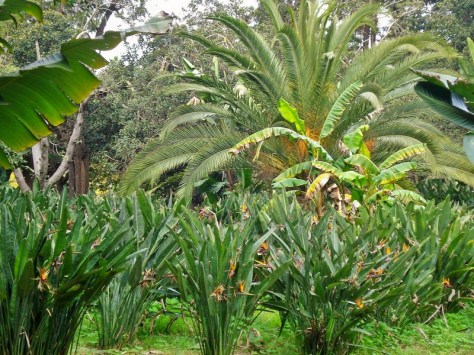 Morocco, Rabat, Jardins d'Essais, Botanical Gardens