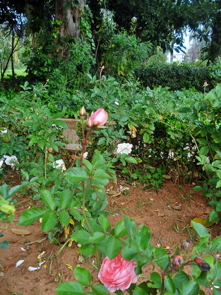 Morocco, Rabat, Jardins d'Essais, Botanical Gardens