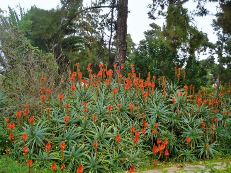 Morocco, Rabat, Jardins d'Essais, Botanical Gardens