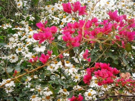 Morocco, Rabat, Jardins d'Essais, Botanical Gardens