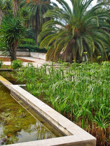 Morocco, Rabat, Jardins d'Essais, Botanical Gardens