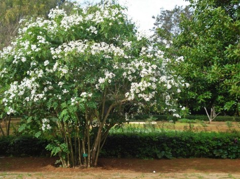Morocco, Rabat, Jardins d'Essais, Botanical Gardens