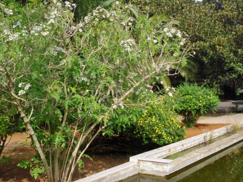 Morocco, Rabat, Jardins d'Essais, Botanical Gardens