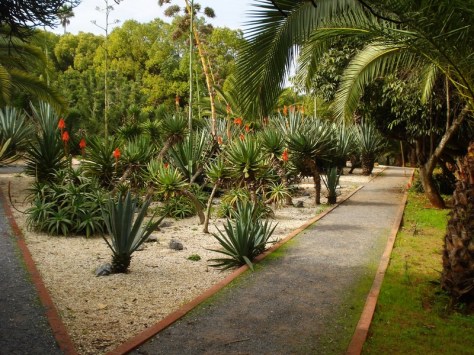 Morocco, Rabat, Jardins d'Essais, Botanical Gardens, Cacti and Succulents