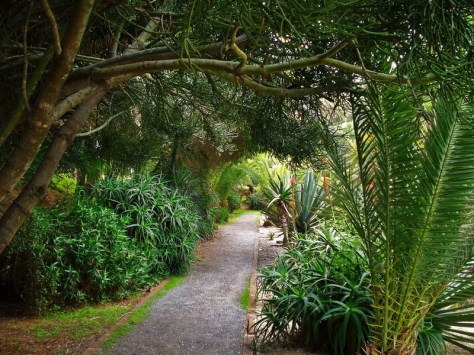 Morocco, Rabat, Jardins d'Essais, Botanical Gardens, Cacti and Succulents