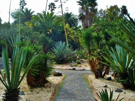 Morocco, Rabat, Jardins d'Essais, Botanical Gardens, Cacti and Succulents