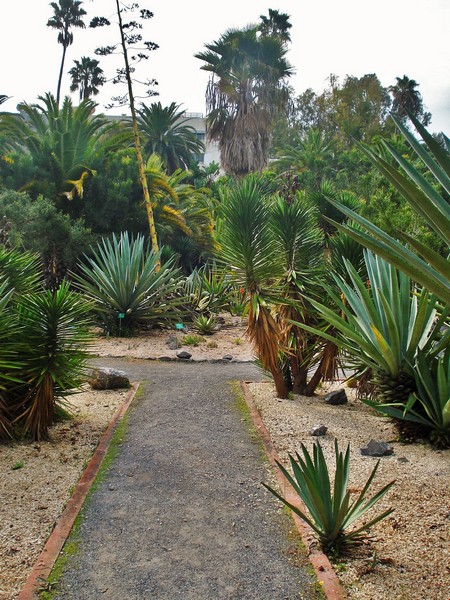 Morocco, Rabat, Jardins d'Essais, Botanical Gardens, Cacti and Succulents