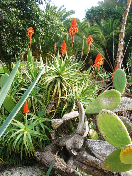 Morocco, Rabat, Jardins d'Essais, Botanical Gardens, Cacti and Succulents