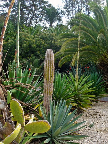 Morocco, Rabat, Jardins d'Essais, Botanical Gardens, Cacti and Succulents