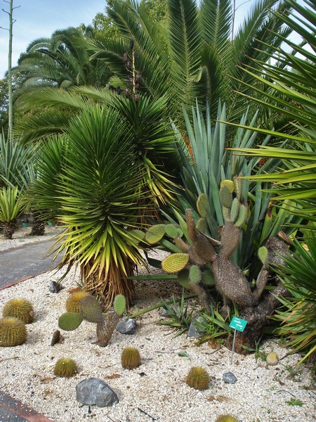 Morocco, Rabat, Jardins d'Essais, Botanical Gardens, Cacti and Succulents