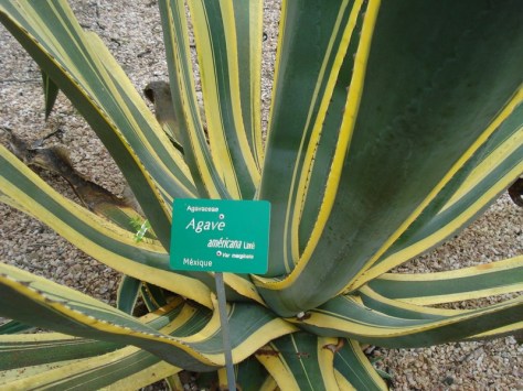 Morocco, Rabat, Jardins d'Essais, Botanical Gardens, Cacti and Succulents