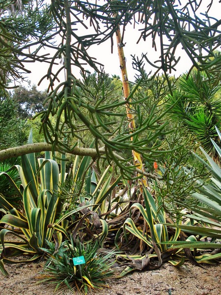 Morocco, Rabat, Jardins d'Essais, Botanical Gardens, Cacti and Succulents
