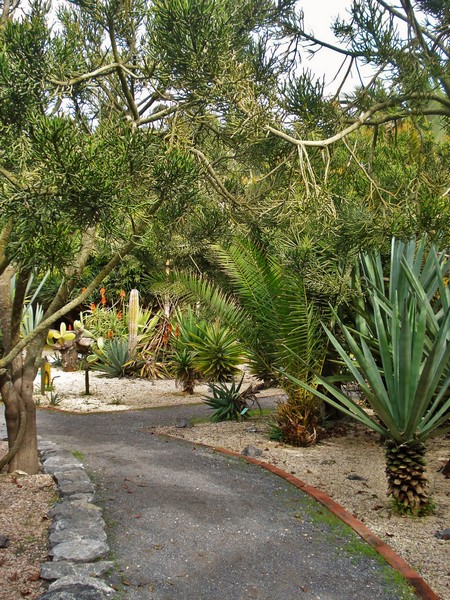 Morocco, Rabat, Jardins d'Essais, Botanical Gardens, Cacti and Succulents