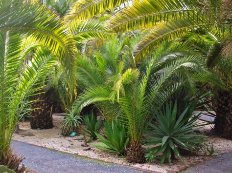 Morocco, Rabat, Jardins d'Essais, Botanical Gardens, Cacti and Succulents