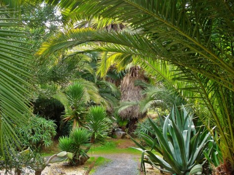 Morocco, Rabat, Jardins d'Essais, Botanical Gardens, Cacti and Succulents