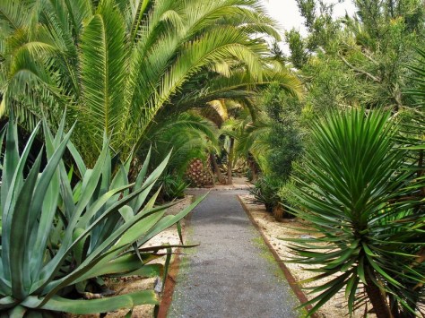 Morocco, Rabat, Jardins d'Essais, Botanical Gardens, Cacti and Succulents