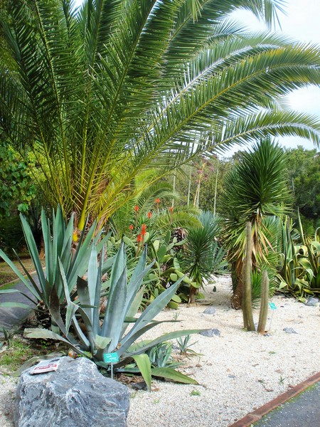 Morocco, Rabat, Jardins d'Essais, Botanical Gardens, Cacti and Succulents