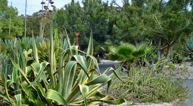 The Jardins d’Essais: Rabat’s Historic Botanical Gardens, Part IV, Aquatic Garden and Succulents