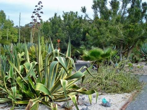 Morocco, Rabat, Jardins d'Essais, Botanical Gardens, Cacti and Succulents